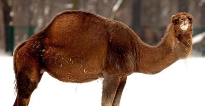Ein Dromedar steht am Dienstag (05.01.2010) mitten im Schnee in seinem Gehege des Tierpark Berlin. Das Dromedar, auch als Einhöckriges oder Arabisches Kamel bezeichnet (Camelus dromedarius), ist eine Säugetierart aus der Gattung der Altweltkamele innerhalb der Familie der Kamele und ist als Last- und Reittier in weiten Teilen Asiens und Afrikas verbreitet. Foto: Arno Burgi dpa/lbn +++(c) dpa - Bildfunk+++
